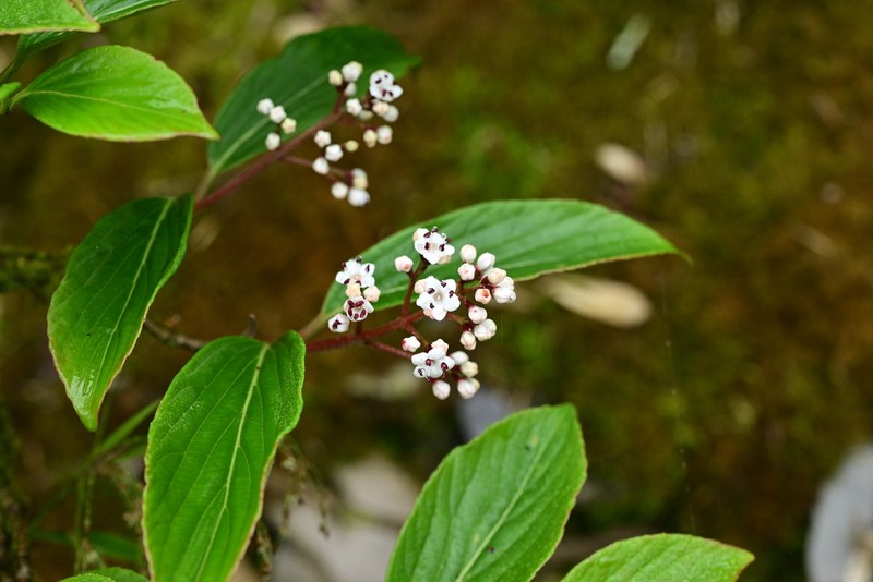 Viburnum brevitubum photo 2