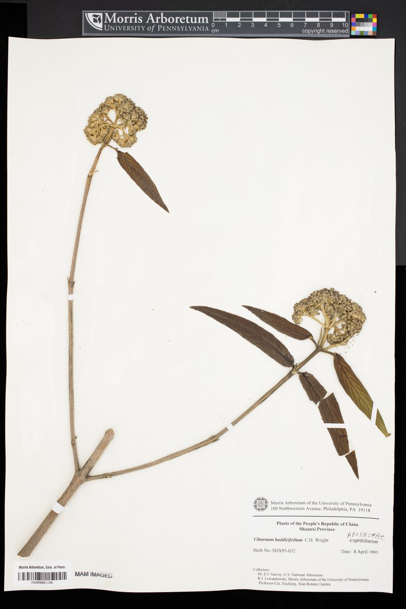 Buddlejaleaf Viburnum photo 8
