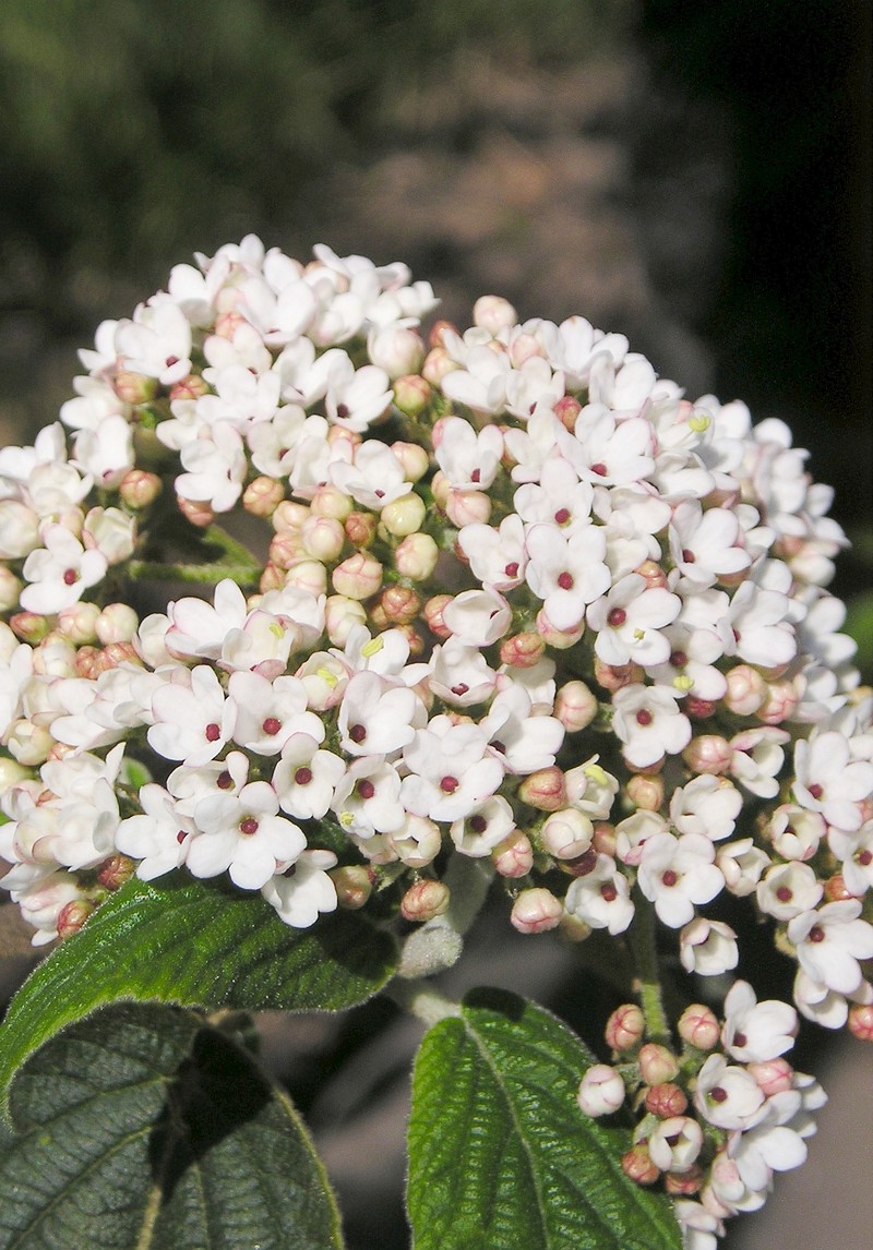 Buddlejaleaf Viburnum photo 2