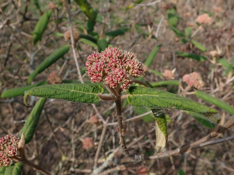 Buddlejaleaf Viburnum photo 3