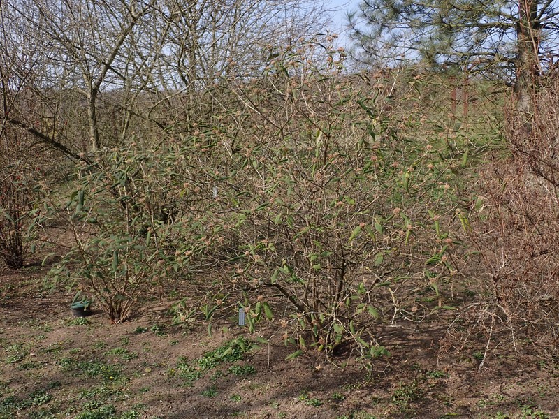 Buddlejaleaf Viburnum photo 4