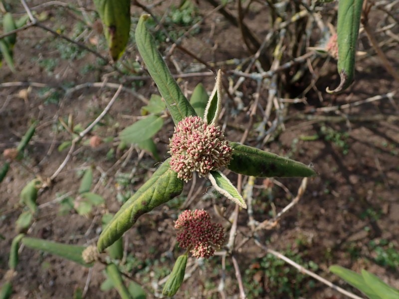 Buddlejaleaf Viburnum photo 5