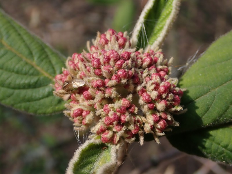 Buddlejaleaf Viburnum photo 6