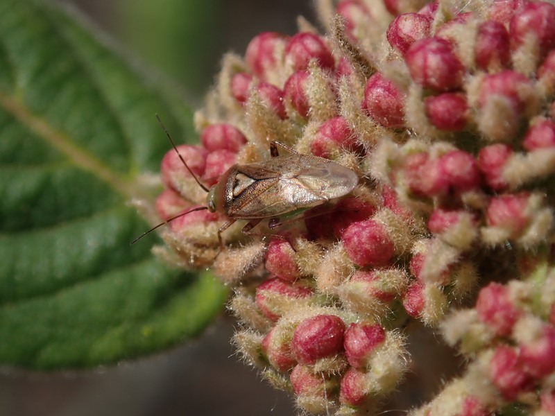Buddlejaleaf Viburnum photo 7