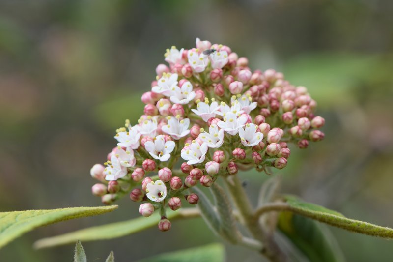 Buddlejaleaf Viburnum photo 4