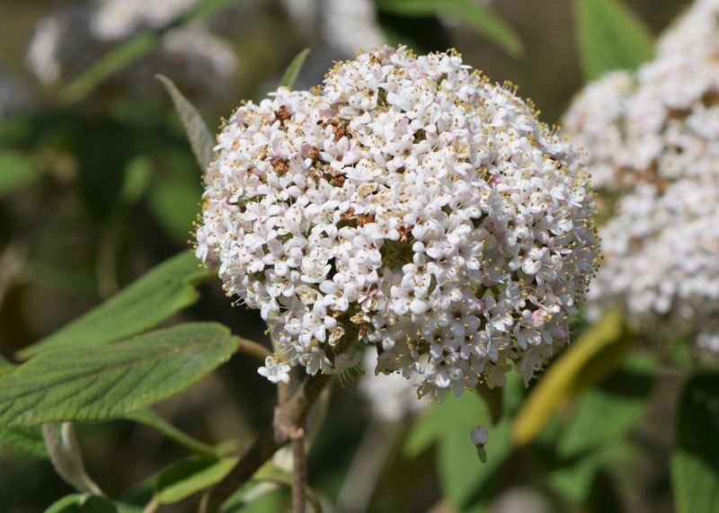 Buddlejaleaf Viburnum photo 5
