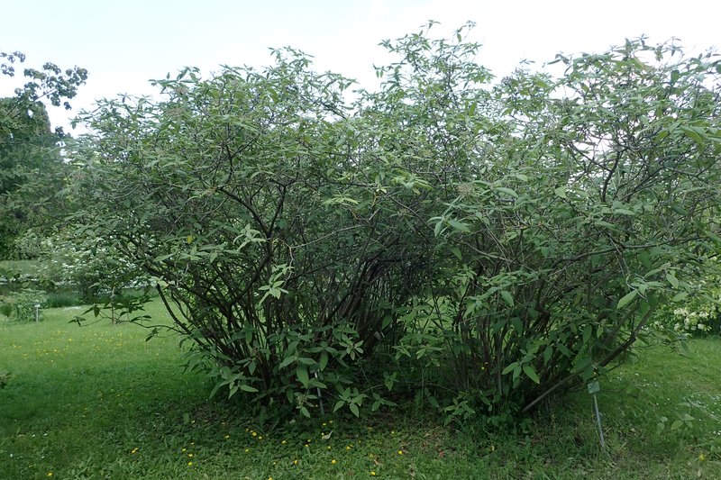 Buddlejaleaf Viburnum photo 6