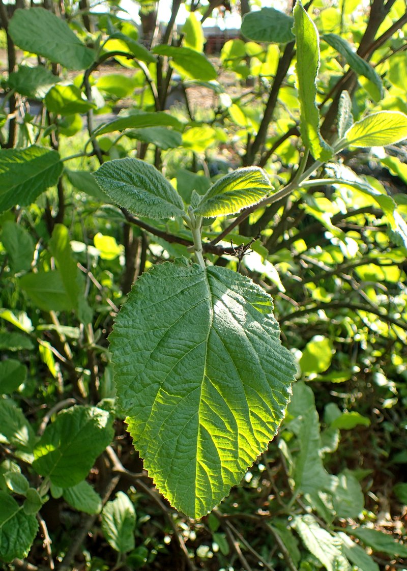 Buddlejaleaf Viburnum photo 7