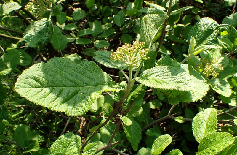 Buddlejaleaf Viburnum photo 8