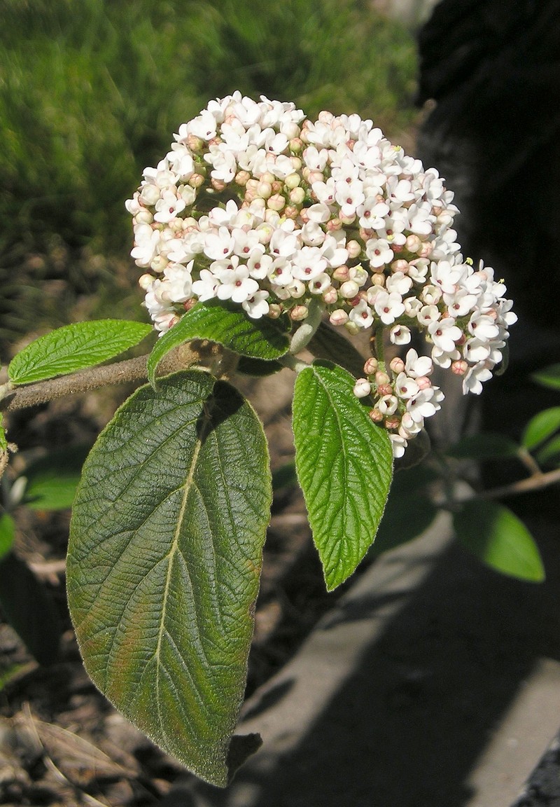 Buddlejaleaf Viburnum