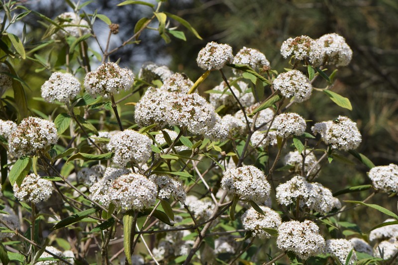 Buddlejaleaf Viburnum photo 2