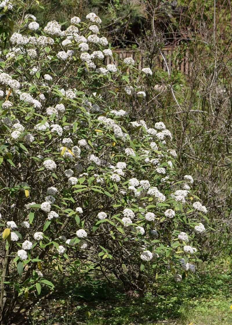Buddlejaleaf Viburnum photo 3