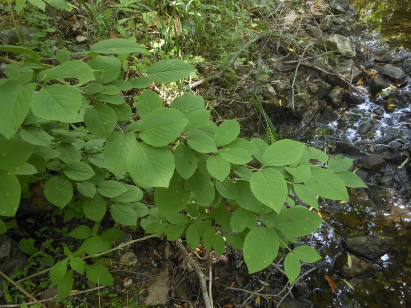 Viburnum burejaeticum photo 2