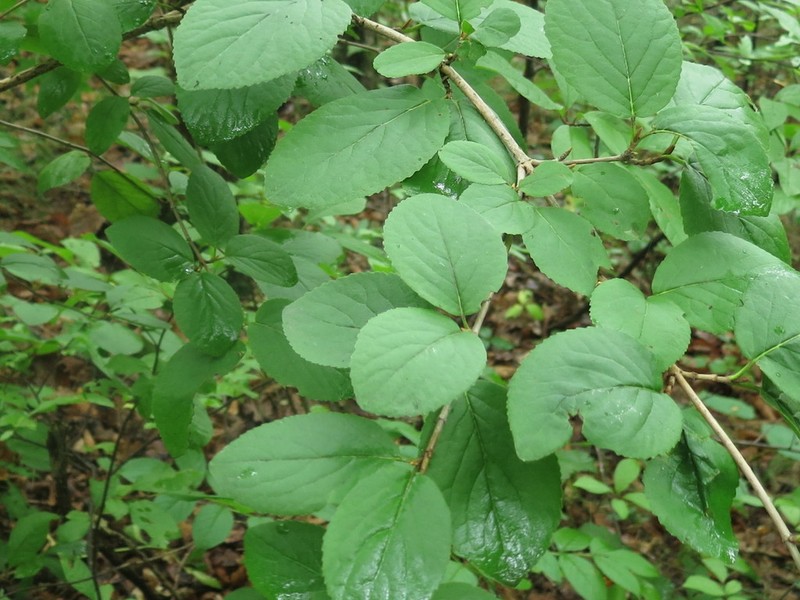 Viburnum burejaeticum photo 3