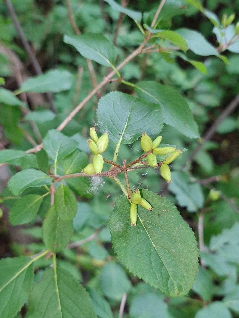 Viburnum burejaeticum photo 5