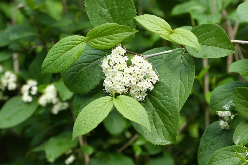 Viburnum burejaeticum photo 6