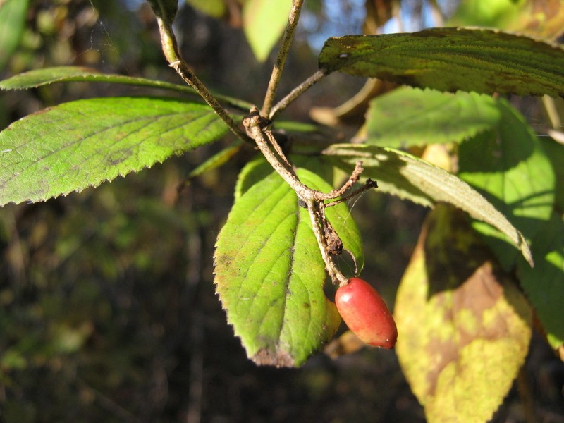 Viburnum burejaeticum photo 7