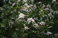 Viburnum burkwoodii