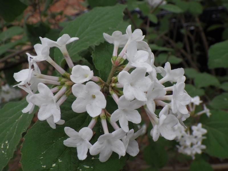 Koreanspice Viburnum photo 2