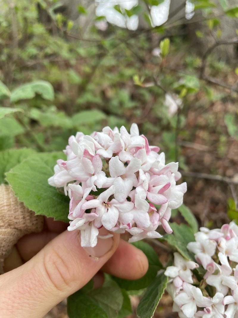 Koreanspice Viburnum photo 3