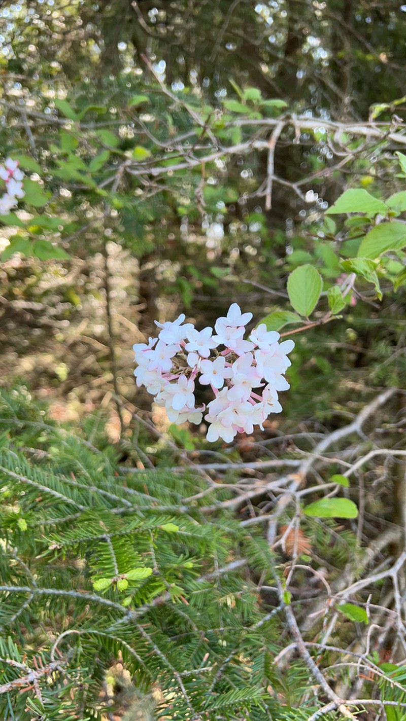 Koreanspice Viburnum photo 4