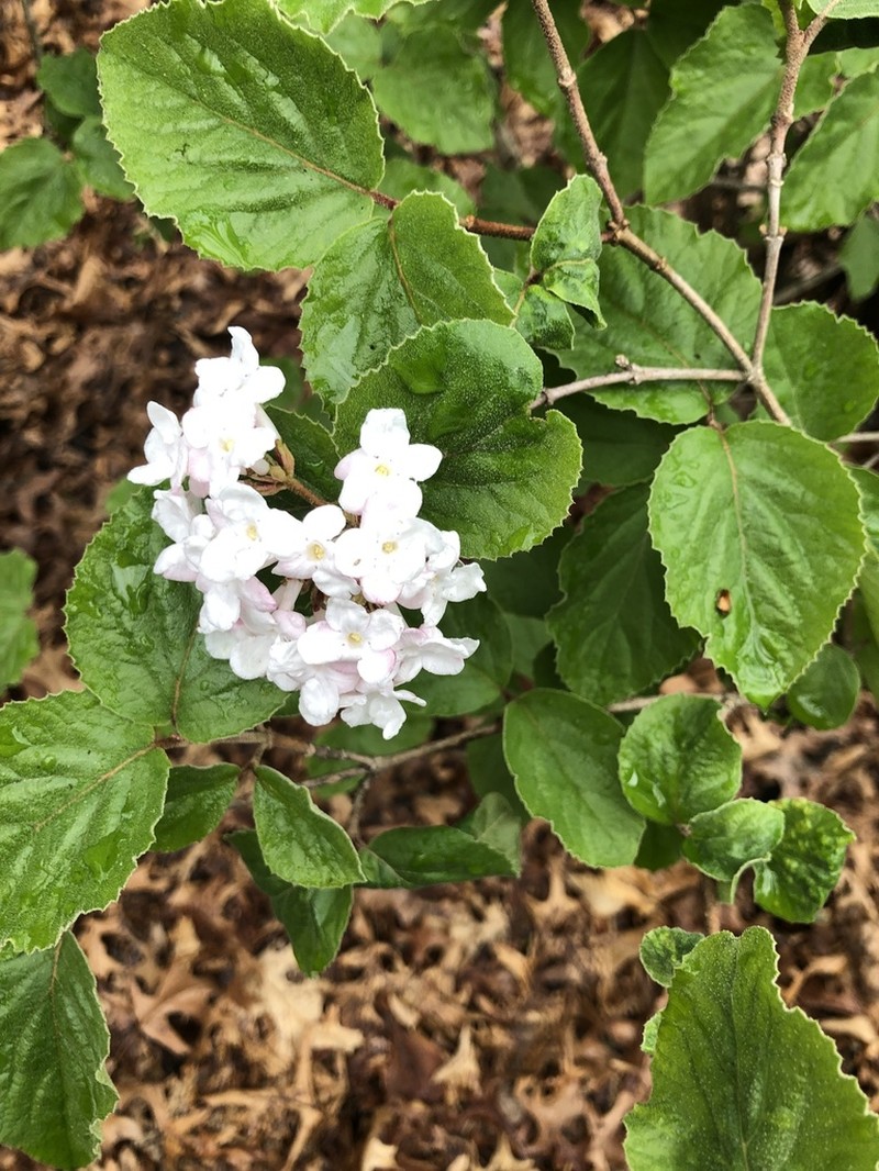 Koreanspice Viburnum photo 5