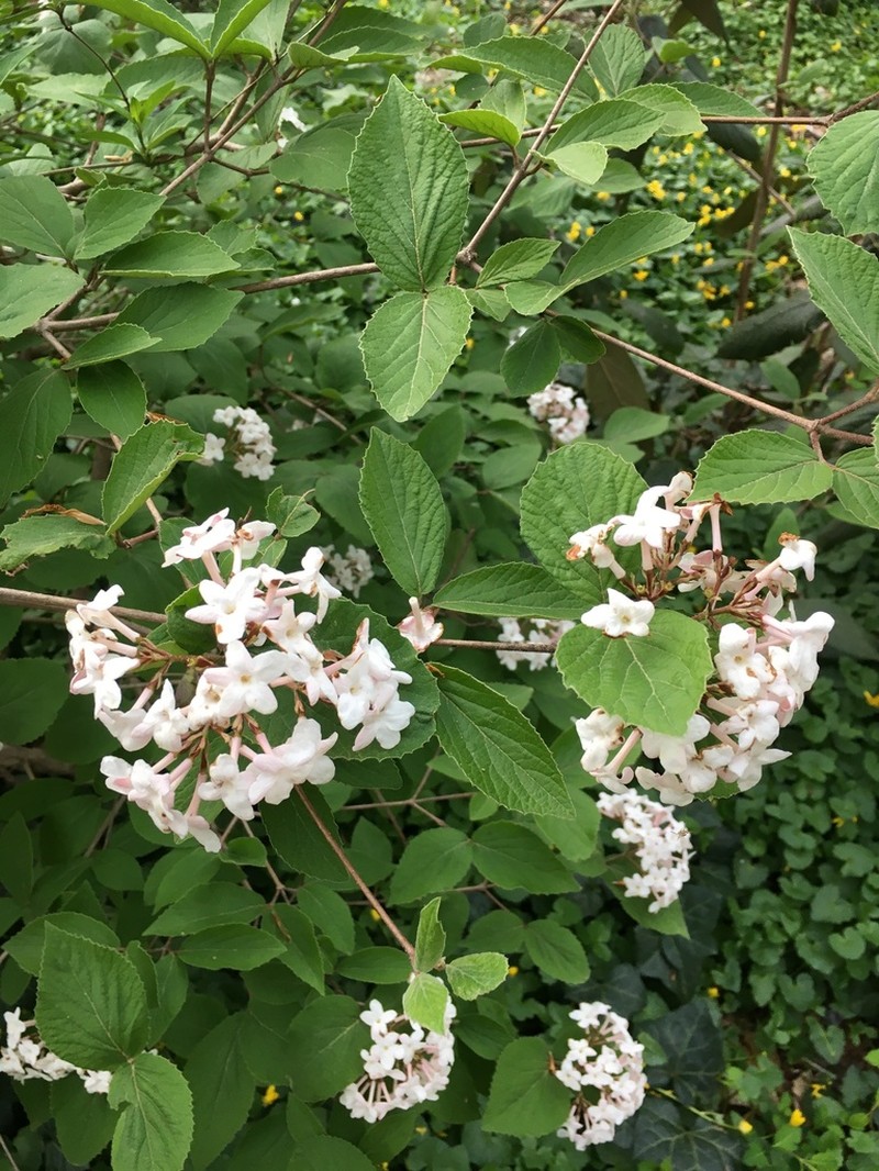Koreanspice Viburnum photo 6