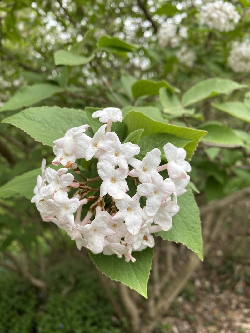 Koreanspice Viburnum photo 7