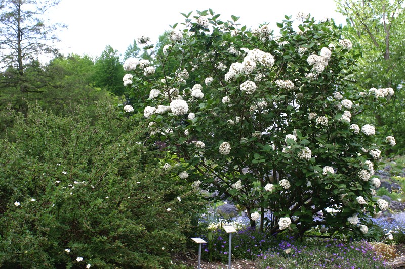 Koreanspice Viburnum photo 5