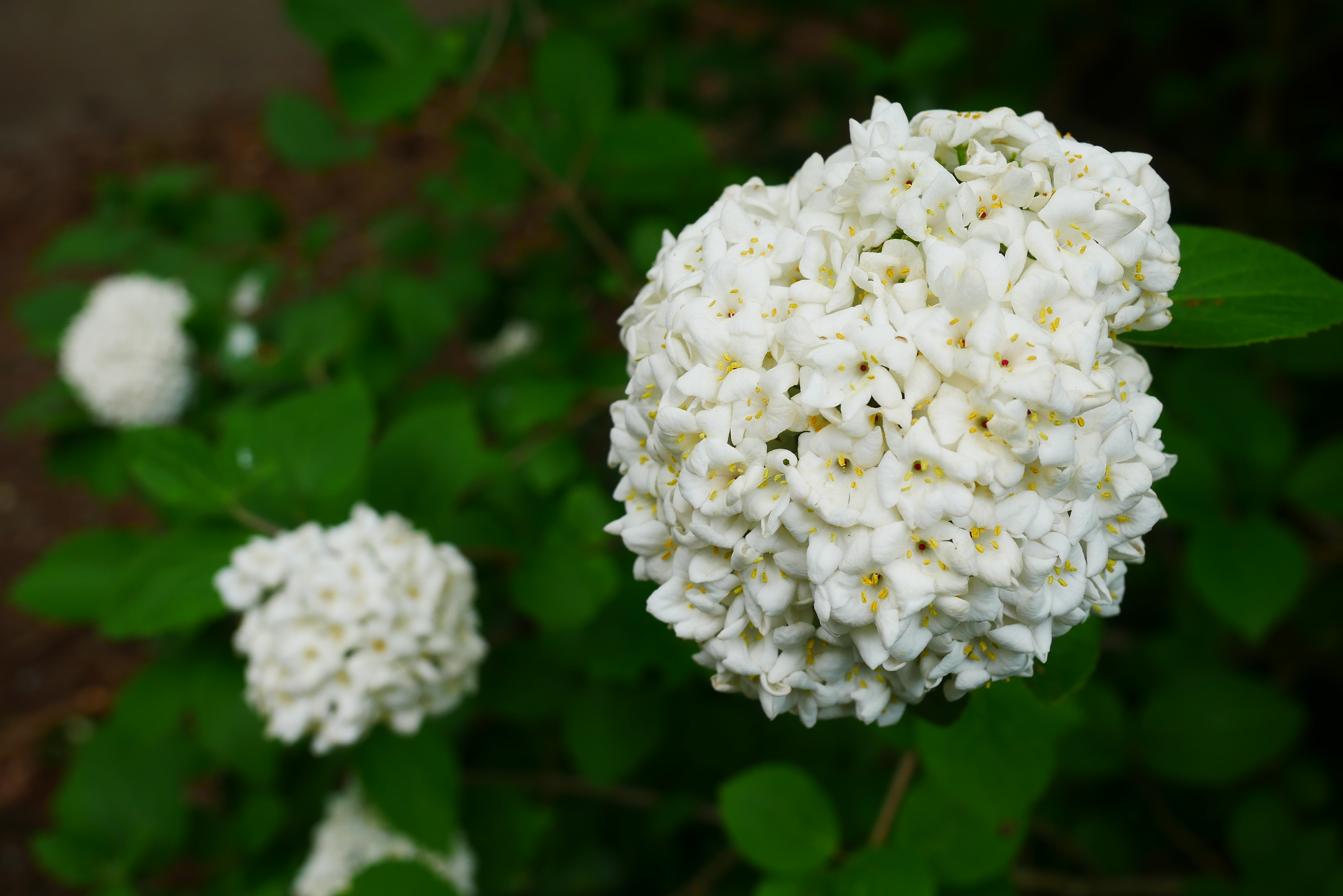 Koreanspice Viburnum