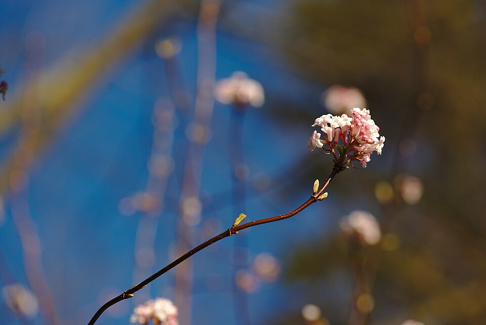 Koreanspice Viburnum photo 6