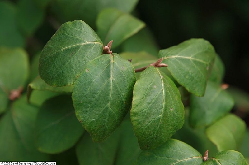 Koreanspice Viburnum photo 7