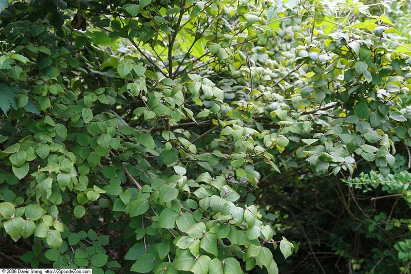 Koreanspice Viburnum photo 8