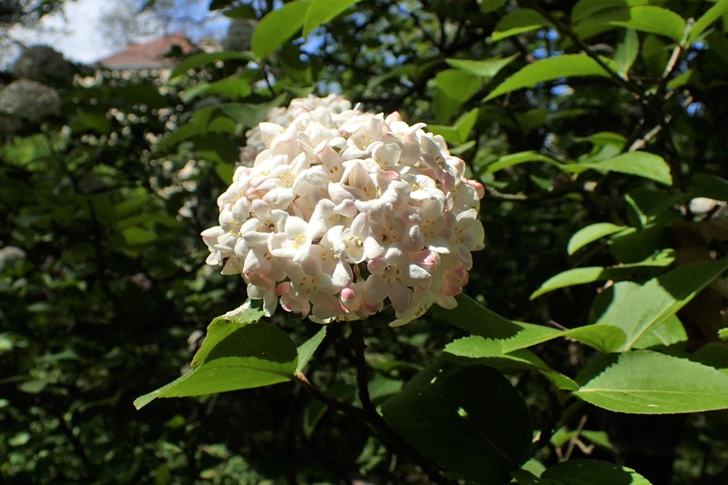 Koreanspice Viburnum photo 2
