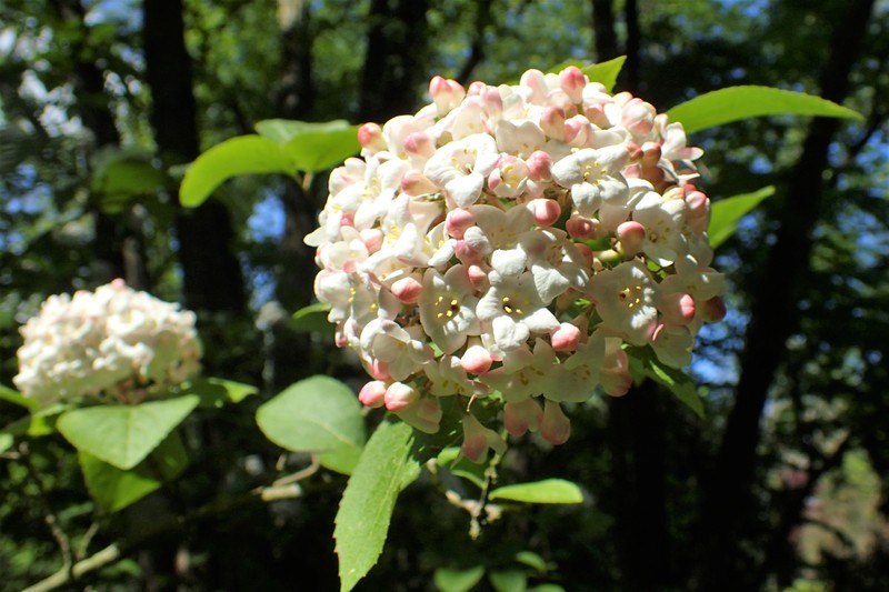 Koreanspice Viburnum photo 3