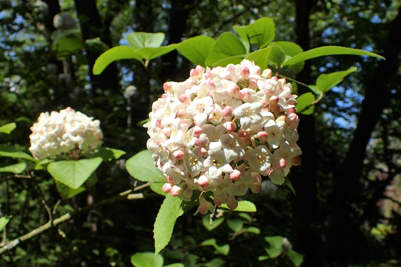 Koreanspice Viburnum photo 4