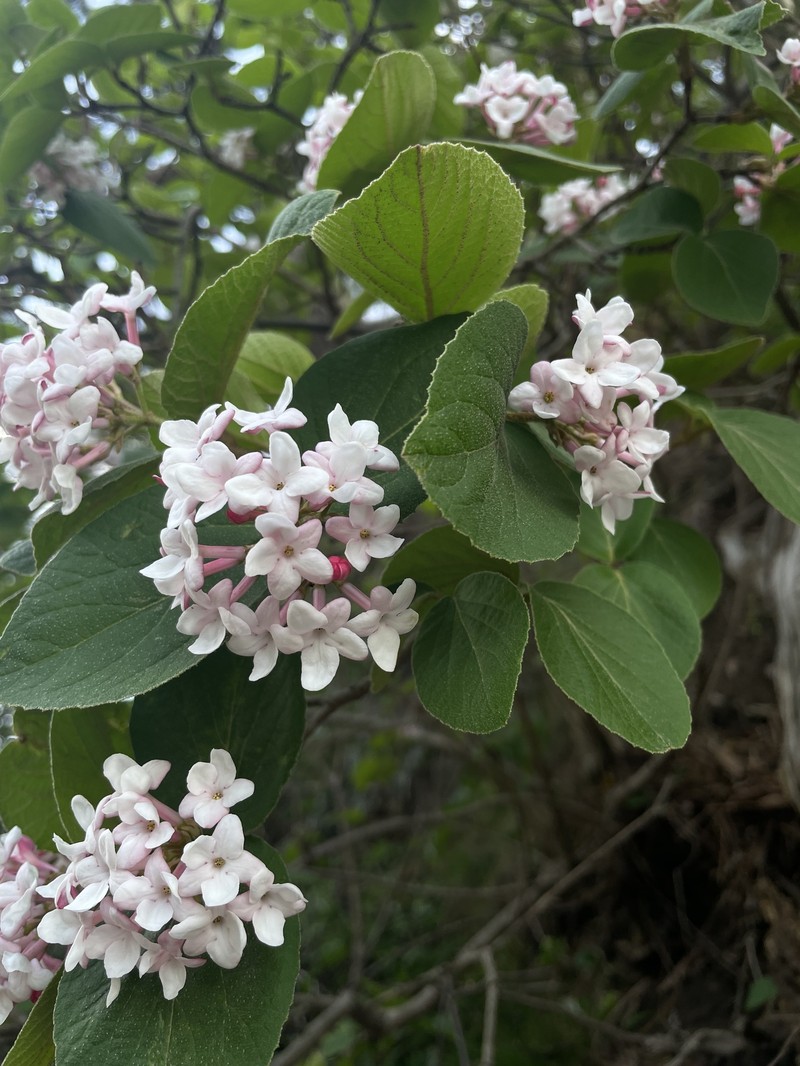 Viburnum carlesii var. bitchiuense