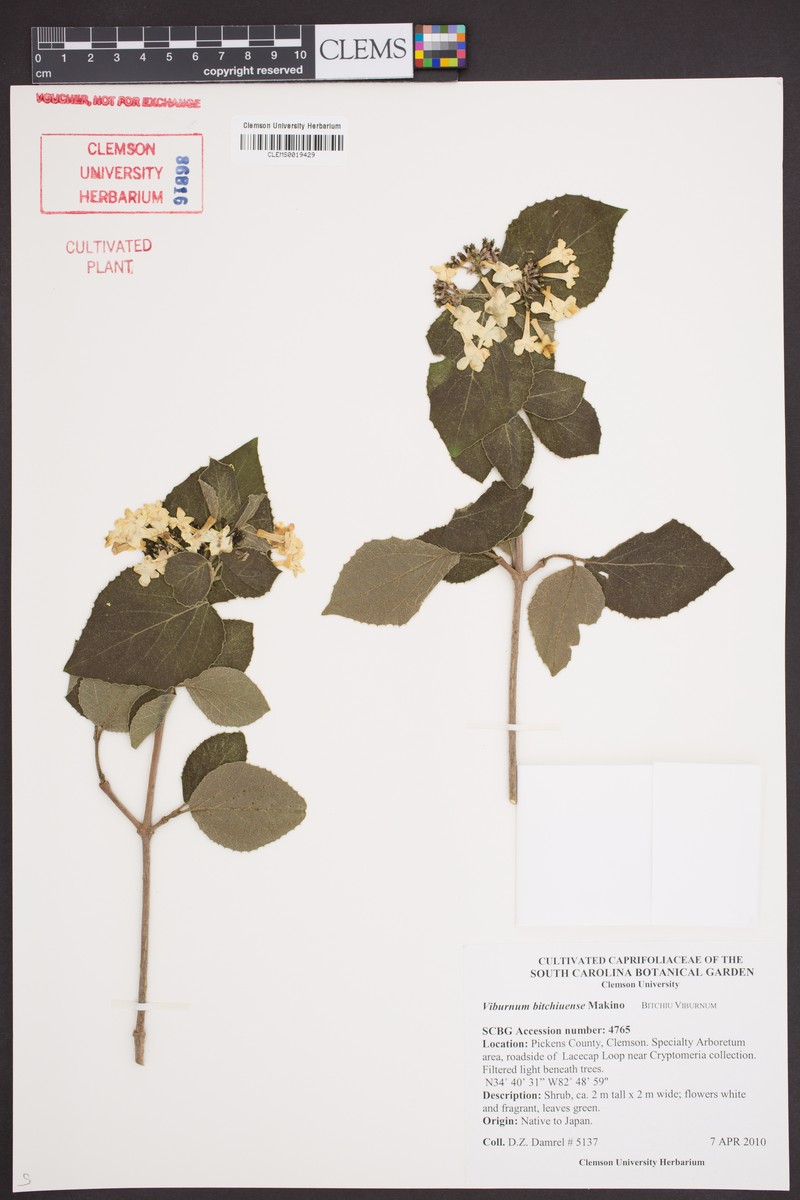 Viburnum carlesii var. bitchiuense photo 2
