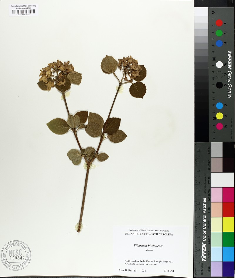 Viburnum carlesii var. bitchiuense photo 3
