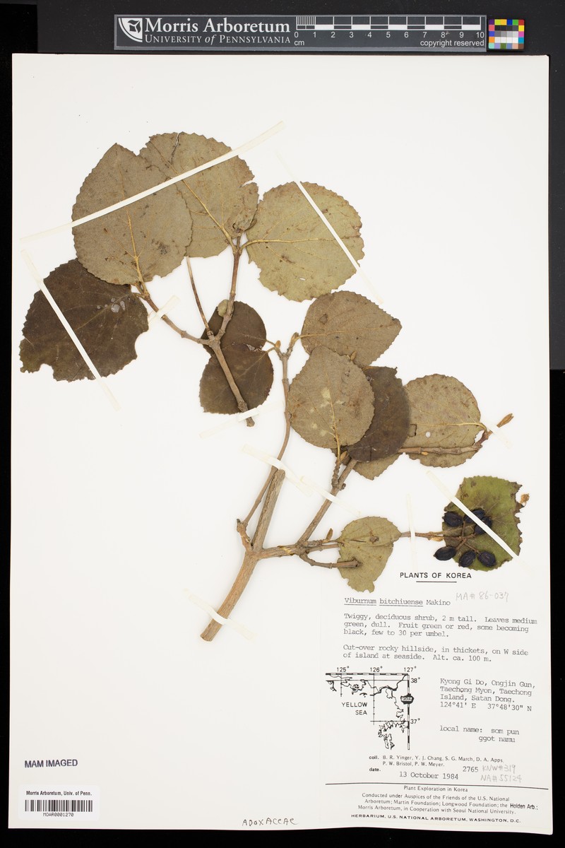 Viburnum carlesii var. bitchiuense photo 4