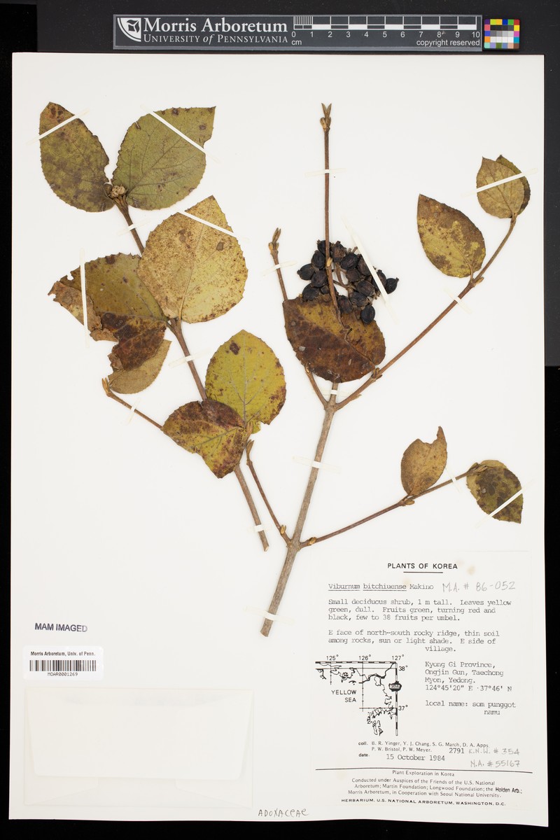 Viburnum carlesii var. bitchiuense photo 5