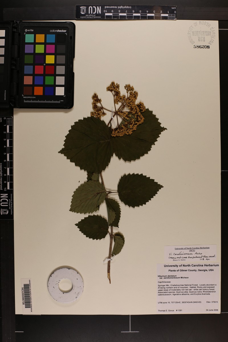 Carolina Arrowwood photo 3