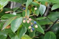Viburnum cassinoides