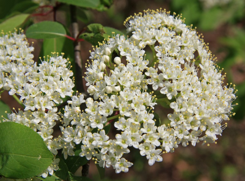 Viburnum cassinoides photo 3
