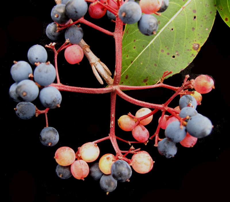 Viburnum cassinoides photo 4