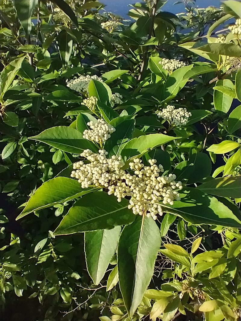 Viburnum cassinoides photo 5