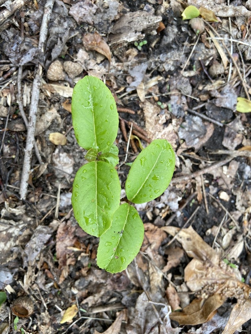 Viburnum cassinoides photo 6