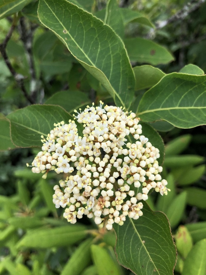 Viburnum cassinoides photo 7