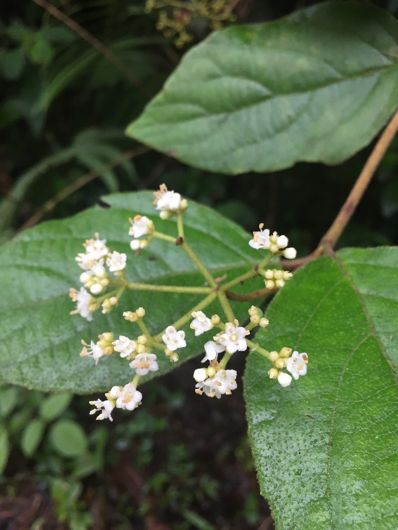 Viburnum caudatum