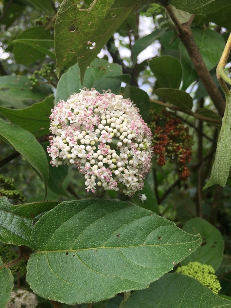 Viburnum caudatum photo 2